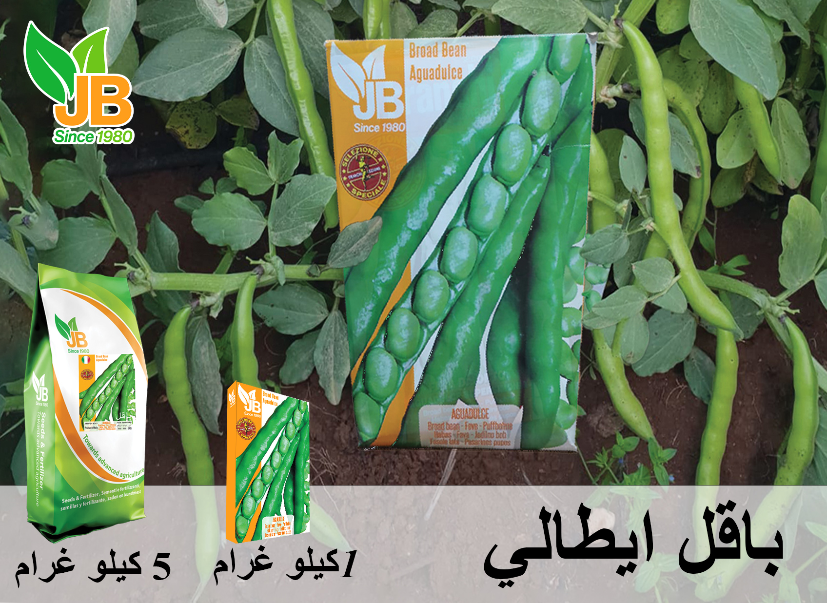 Broad Bean