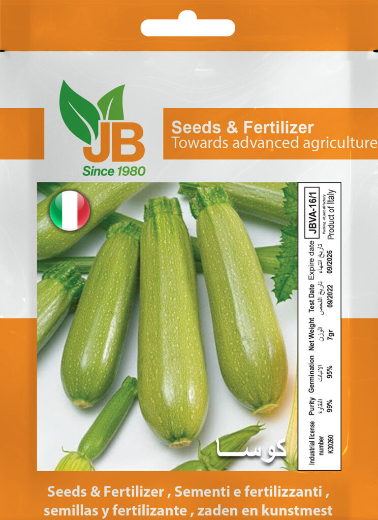 Zucchini